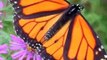 Mariposas Monarcas: Angeles en Peligro