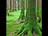 Trees consciousness