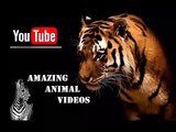 Animal Planet | Discovery Channel | Wild Life Documentary 2015 | National Geographic Wildlife #16