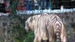 Chennai VANDALUR Zoo: Anna Arignar Zoological Park (AA ZOO) - White Tiger and Elephant SD Video