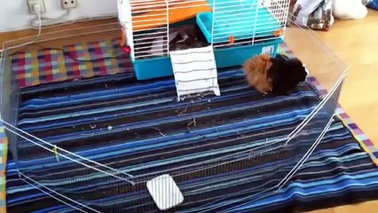 Cobayas pidiendo comida a gritos