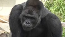 Japanese Girls Think This Gorilla Is HOT | What's Trending Now