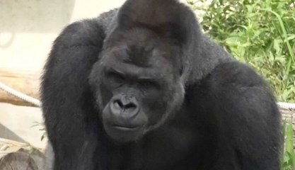 Japanese Girls Think This Gorilla Is HOT | What's Trending Now