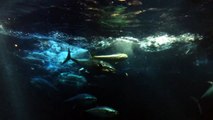 Open Sea Tuna Shark Sardines Feeding Monterey Bay Aquarium California USA