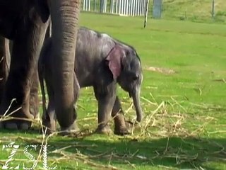 Our new elephant calf - it's a boy! Do you want a chance to name him?