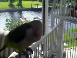 1 Jose The Best Talking Quaker Parrot in the World (11 months)
