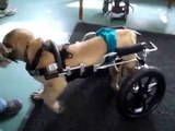 Paralyzed Mastiff puppy, Scooter, first walk in Eddie's Wheels dog wheelchair