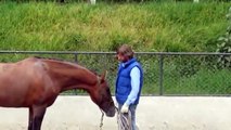 Doma de caballos y lenguaje corporal, Juan Bernardo Bermeo