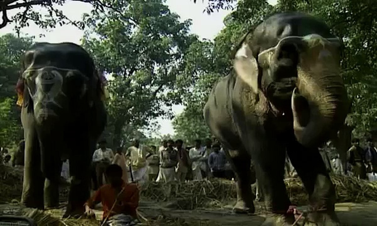 Elephants for sale