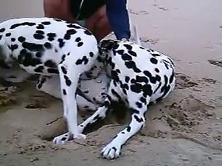 dalmatas em santa catarina na beira da praia (GALHETA)