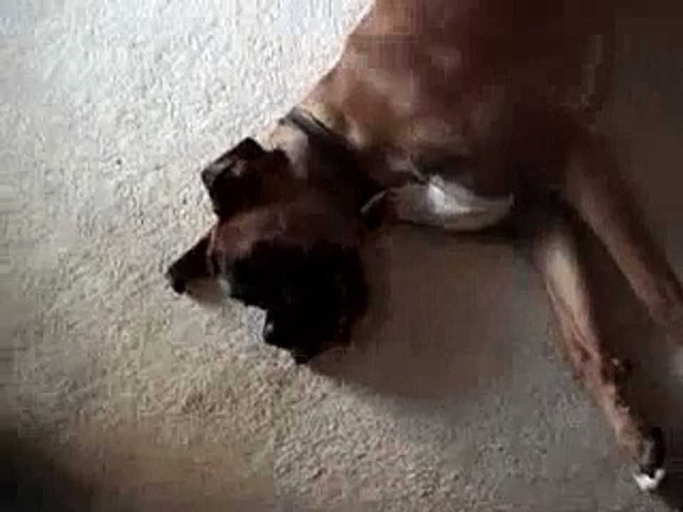Play Dead