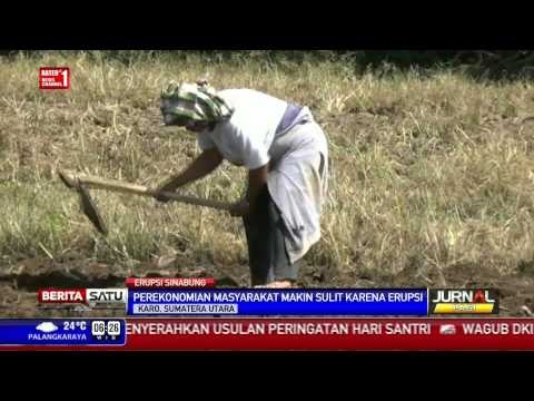 Masih Erupsi, Warga Lereng Sinabung Lanjutkan Aktivitas