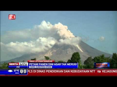 Antisipasi Letusan Lanjutan, Petani Sinabung Panen Dini