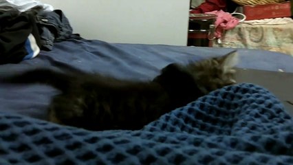 Kitten wears her scrunchie FIERCELY!