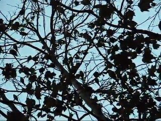 Wild Parrots in Germany