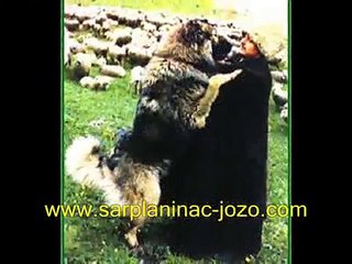 BIG DOGS from JOZO -Tel +491743552582  / Tel +385989920061 / www.SARPLANINAC-JOZO.com