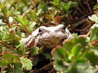 Miss Marlo the Grey Tree Frog