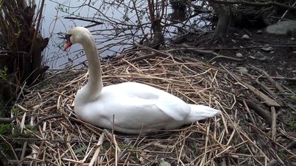 Mute Swan nests in Lost Lagoon