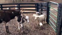 Tanglewood Farm Miniatures- Newborn Lamb and Donkey