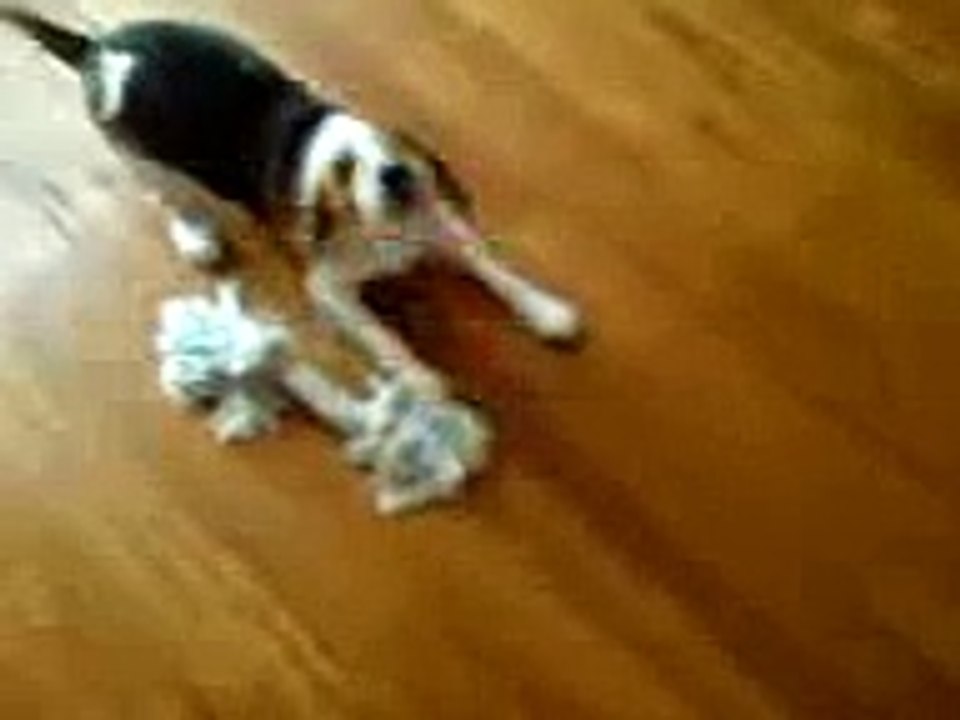Bad Beagle Barking