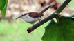 Aves de Venezuela - Ave de Barinas - Cucarachero Currucuchú - Campylorhynchus griseus