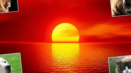 Dogo Argentino , Perro de pelea , Mascota , Cazador o Asesino?