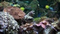 400 Gallon Reef Aquarium
