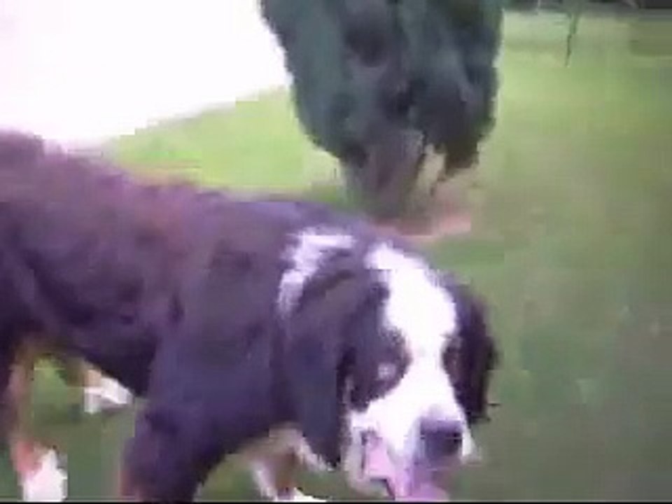 mon chien taré