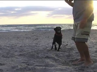 Frisbee Hund tanzt den Walzer