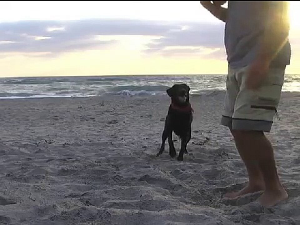 Frisbee Hund tanzt den Walzer