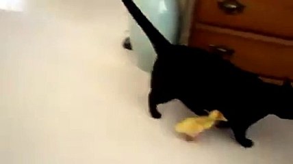 Baby duck sticks close with her mama cat