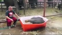 Baby Elephant Taking a Bath
