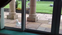 Excited seagull pecks on living room patio door