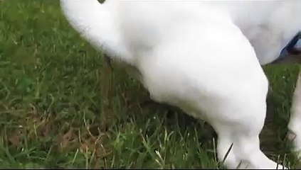 DOGGIE EXPLOSIVE POOP!!!