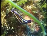 Nel mare di Pantelleria - 8° Il nudibranco 