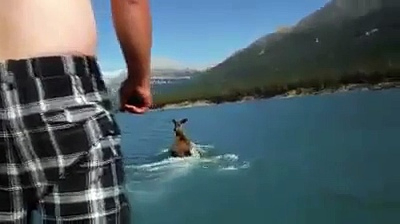 moose rider drole