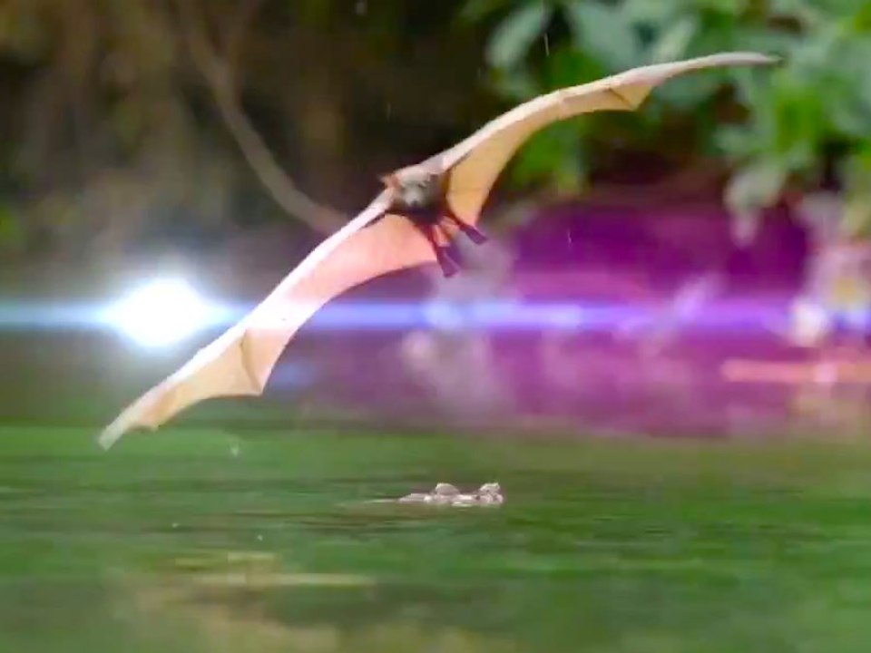 Laser Battle Between Crocodiles and Bats