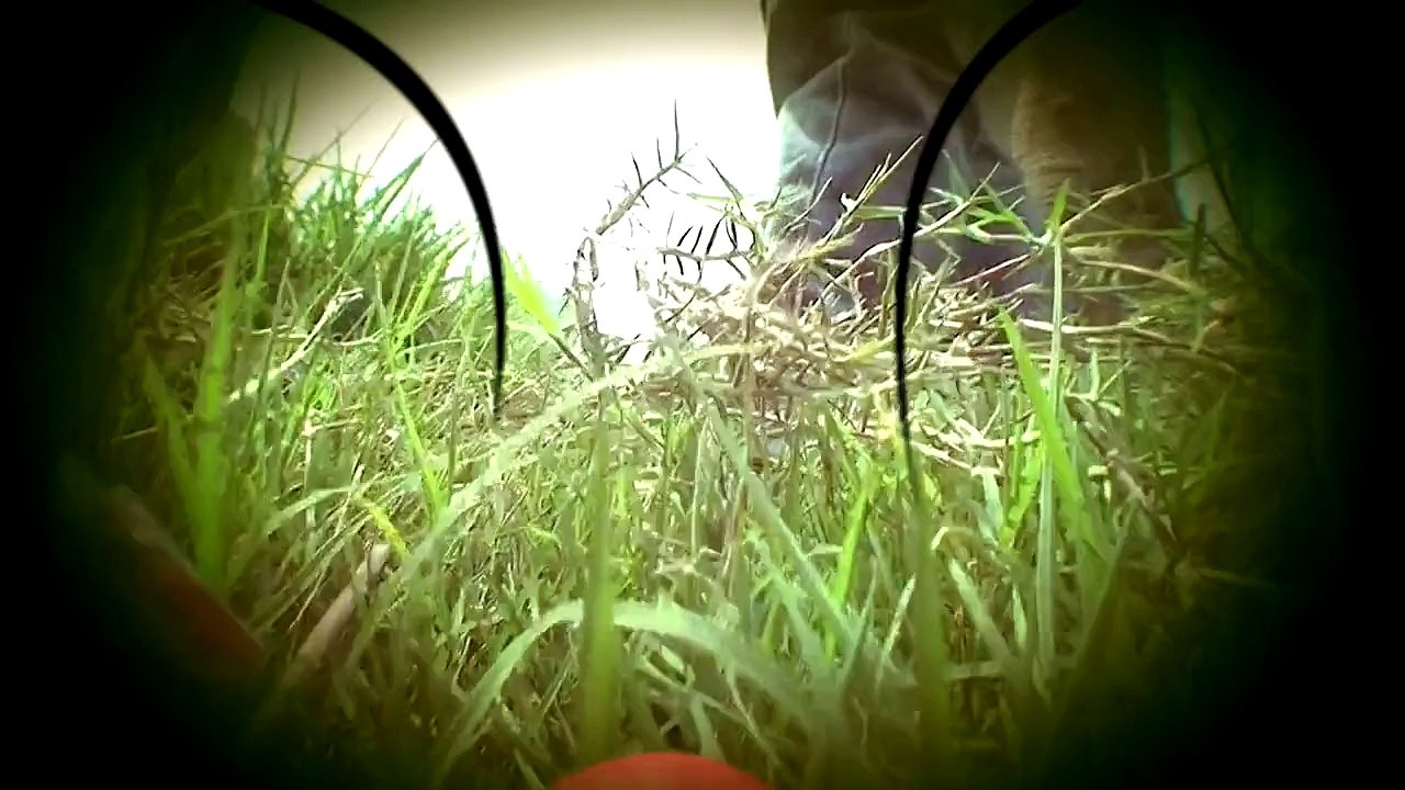 Oggy and the Cockroaches - Tune-in Promo (Weekdays 5pm)