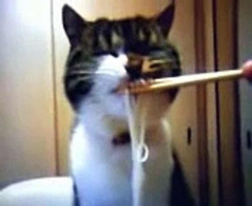 そうめんを食べる猫