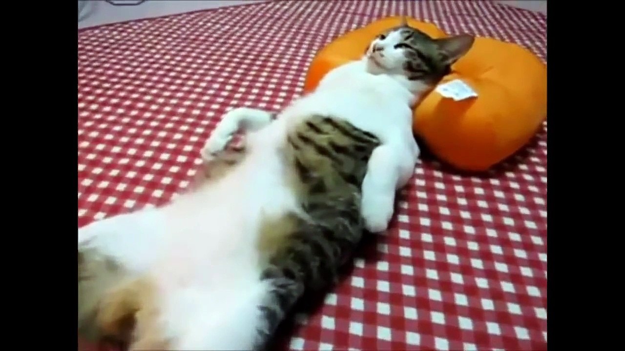funny cats compilation