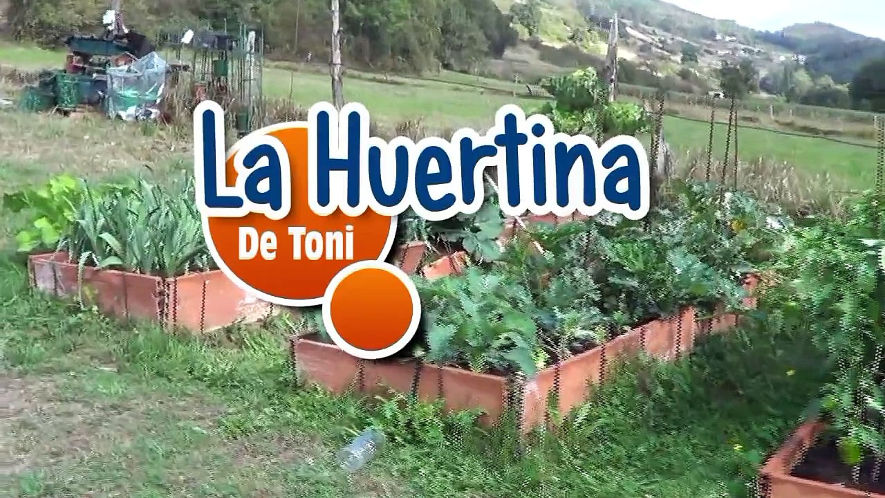 Como Sembrar Ajos || Huerto Organico || La Huertina De Toni