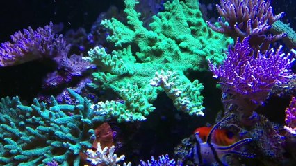 Pragmatic Reef - 15 months