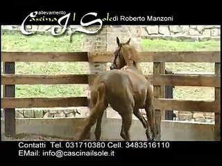 All Cascina il Sole www cavallomania net 0002