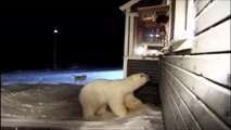 ours polaire traite les chiens comme des bébés! ( subhan Allah )