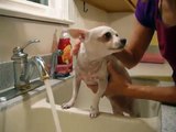 Chihuahua Bath Time - Lacey Gets A Bath