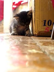 Little Kitten Sleeping.