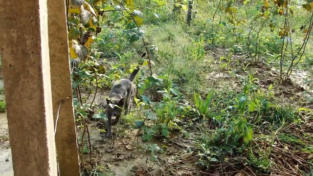 Cats & Kittens ( Кошки и Котята )