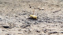 La Semana Santa de las Hormigas ORIGINAL - Cofradía del Santo Gusanito