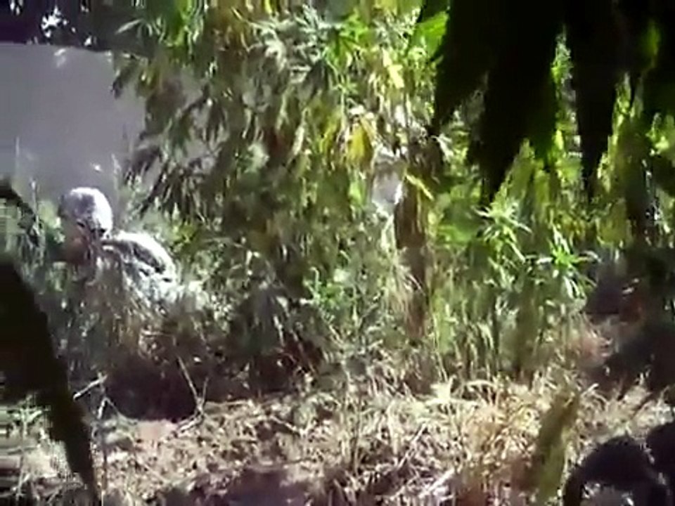 US Marines/Army shootout in Afghanistan Pot Field