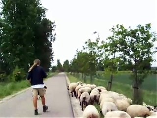 Schaapherder Koen Pille & Zeeuwse Schaapskudde -  Een middag op de dijk (mei 2008)